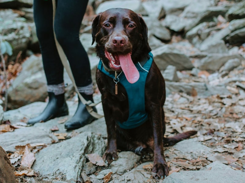 Read these safety tips before hiking with your dog